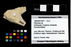 Foto (Objekt + Etikett) von Pithonoton sp.  (NHMW-GEO-1990-0041-3977)
